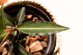 Labisia pumila